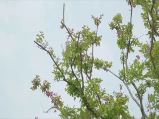 唐璜的爱情史-久久久久久久久久久久av-成人AV