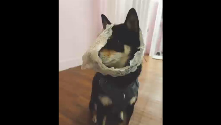 免费黄色大片久久足交另类-综合在线视频精品专区-成人AV