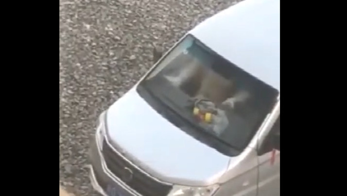 91网站免费入口-日韩一级久久-成人AV