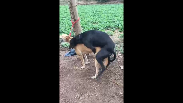 特别黄色色录像网站-国产一区二区精彩视频-成人AV